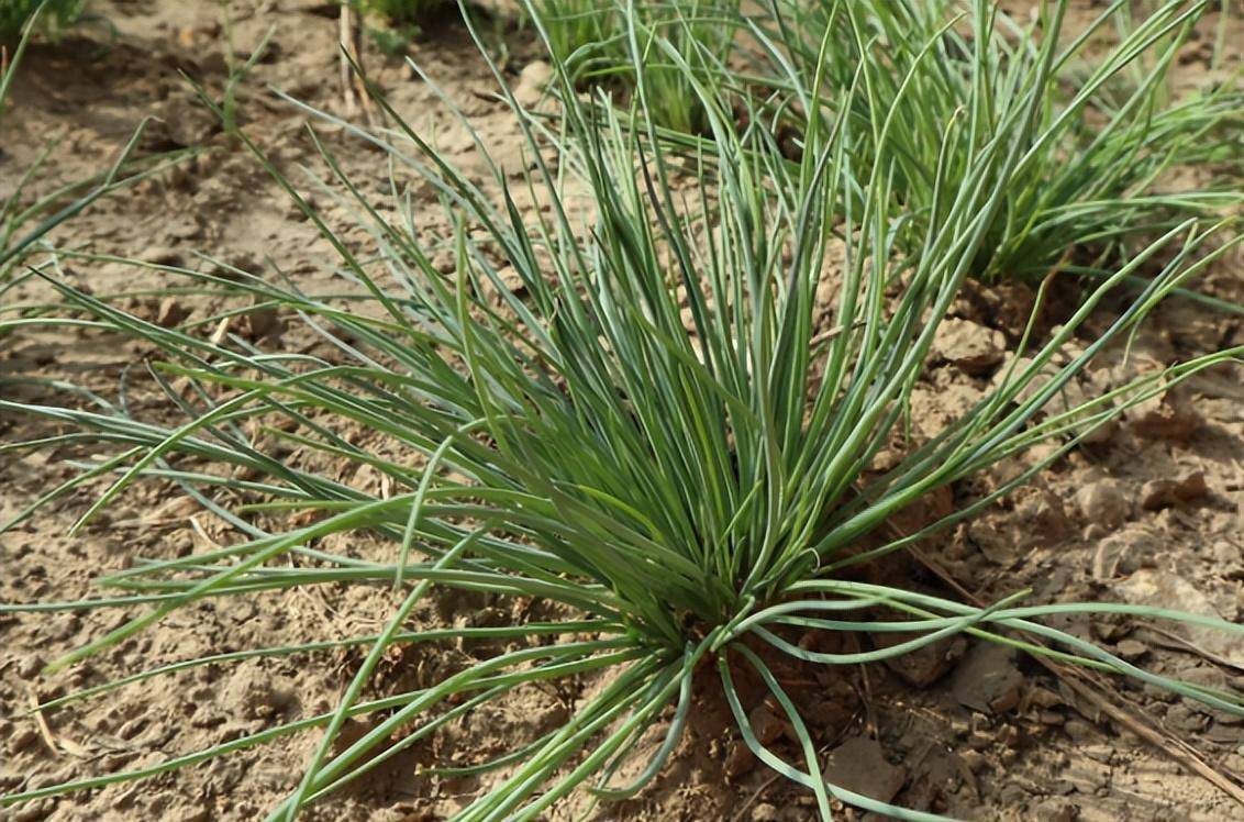 而当牛羊放牧到野外之后,它们就喜欢吃沙葱的茎叶,吃起来津津有味