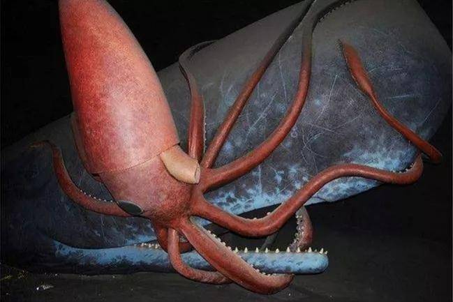深海乌贼有多大图片