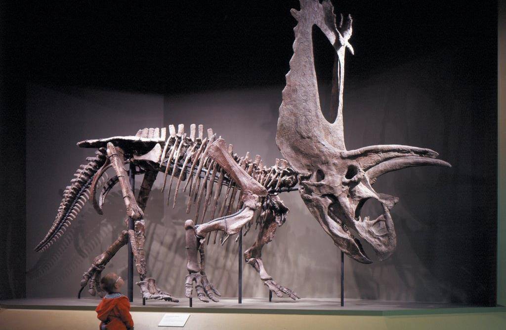 古巨蜥:澳洲魔龙_科莫多_图片_网络