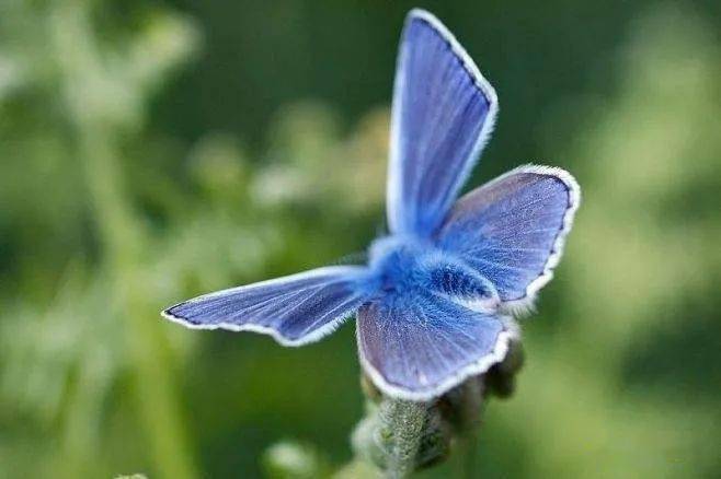 梦幻小众,一年开花300天的蓝色蝴蝶究竟有多可爱?