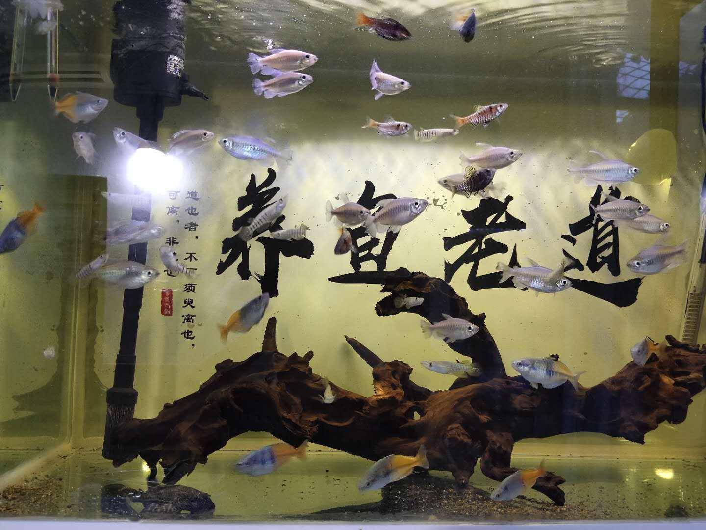 魚缸內突然放入異物,為什麼觀賞魚會趴缸,魚店裡的魚都很傻嗎?