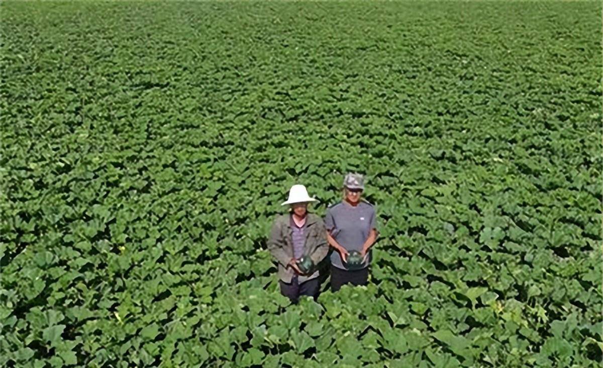 老人与沙漠搏斗50年 如今 儿子引进的南瓜成了 大杀器 李卫红 青山 人们