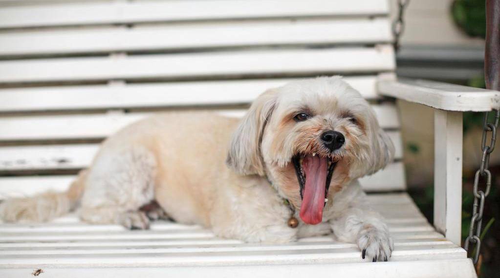 狗狗天热就吐舌头,但除了散热以外,还有什么原因呢?