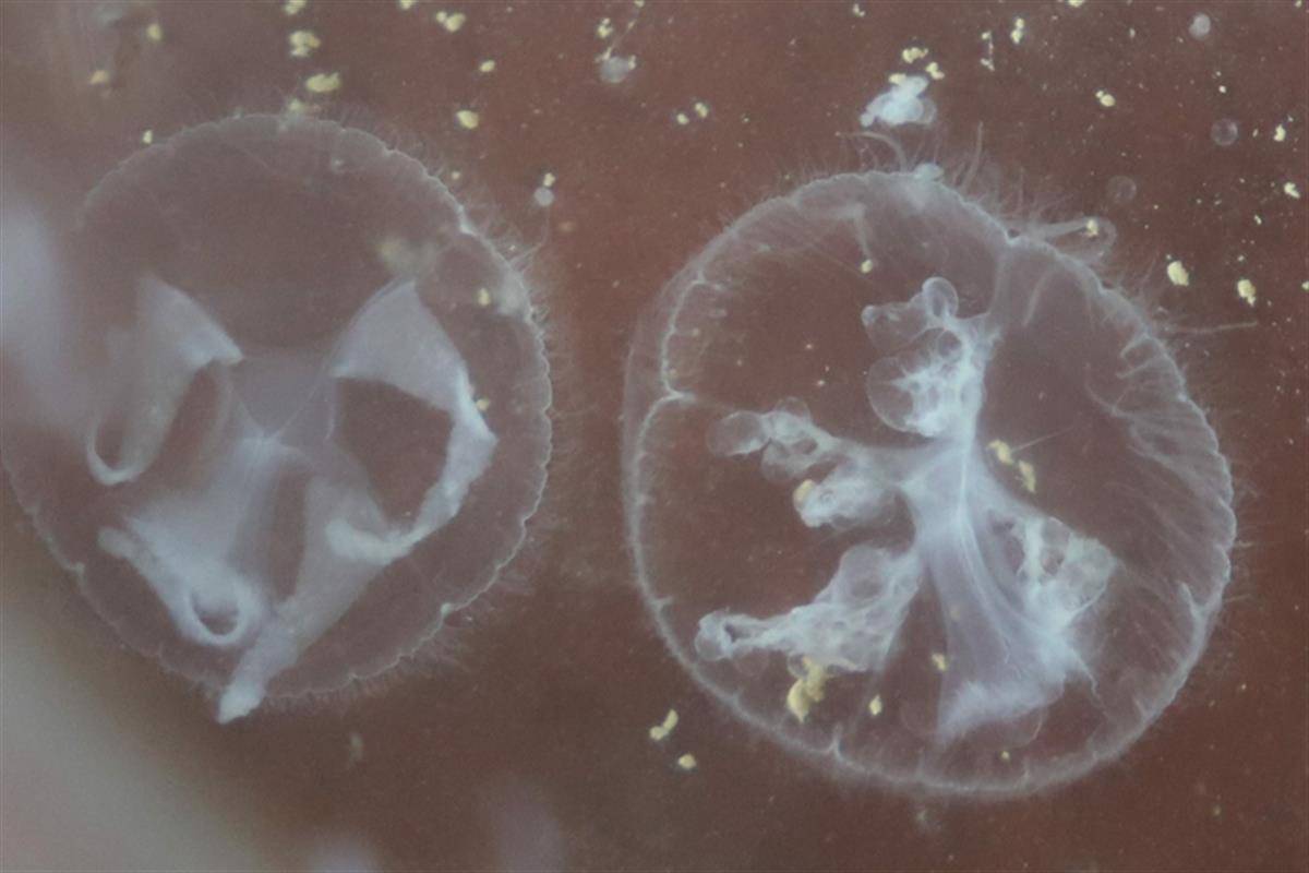 来凤首次发现“水中大熊猫”桃花水母_搜狐网
