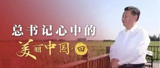 总书记心中的美丽中国·田 | 像保护大熊猫一样保护耕地_习近平_我国_农田
