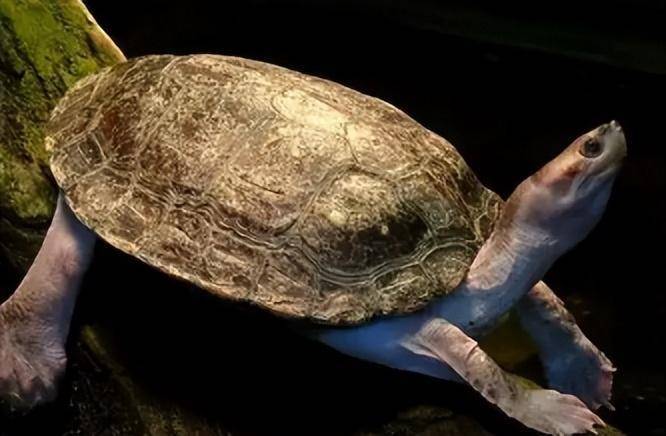 史密斯棱背龟怎么分雌雄?方法其实很简单_位置_问题_蔬菜