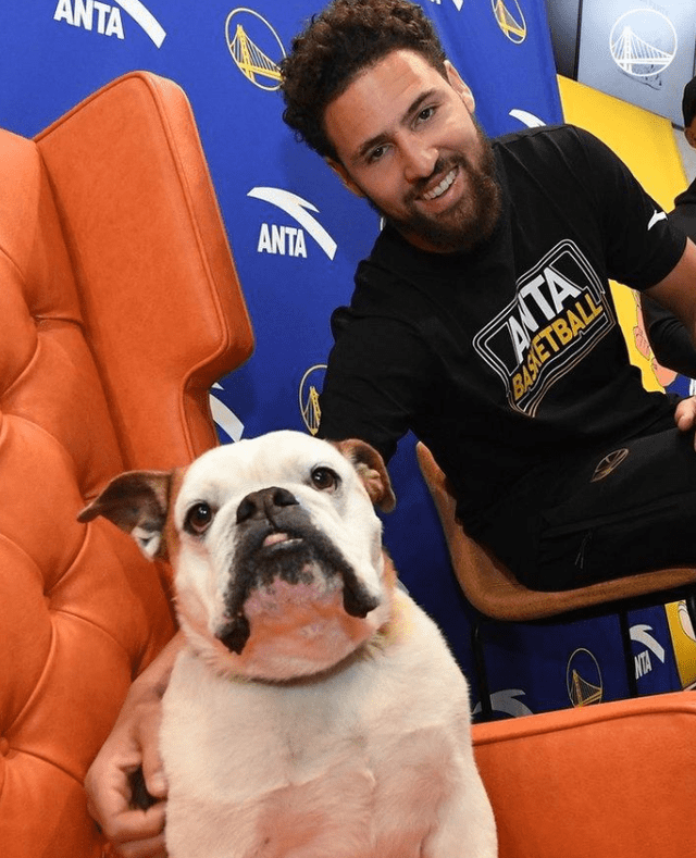 提起rocco大家可能都知道,这是汤普森的爱犬,也是他的好朋友,如今