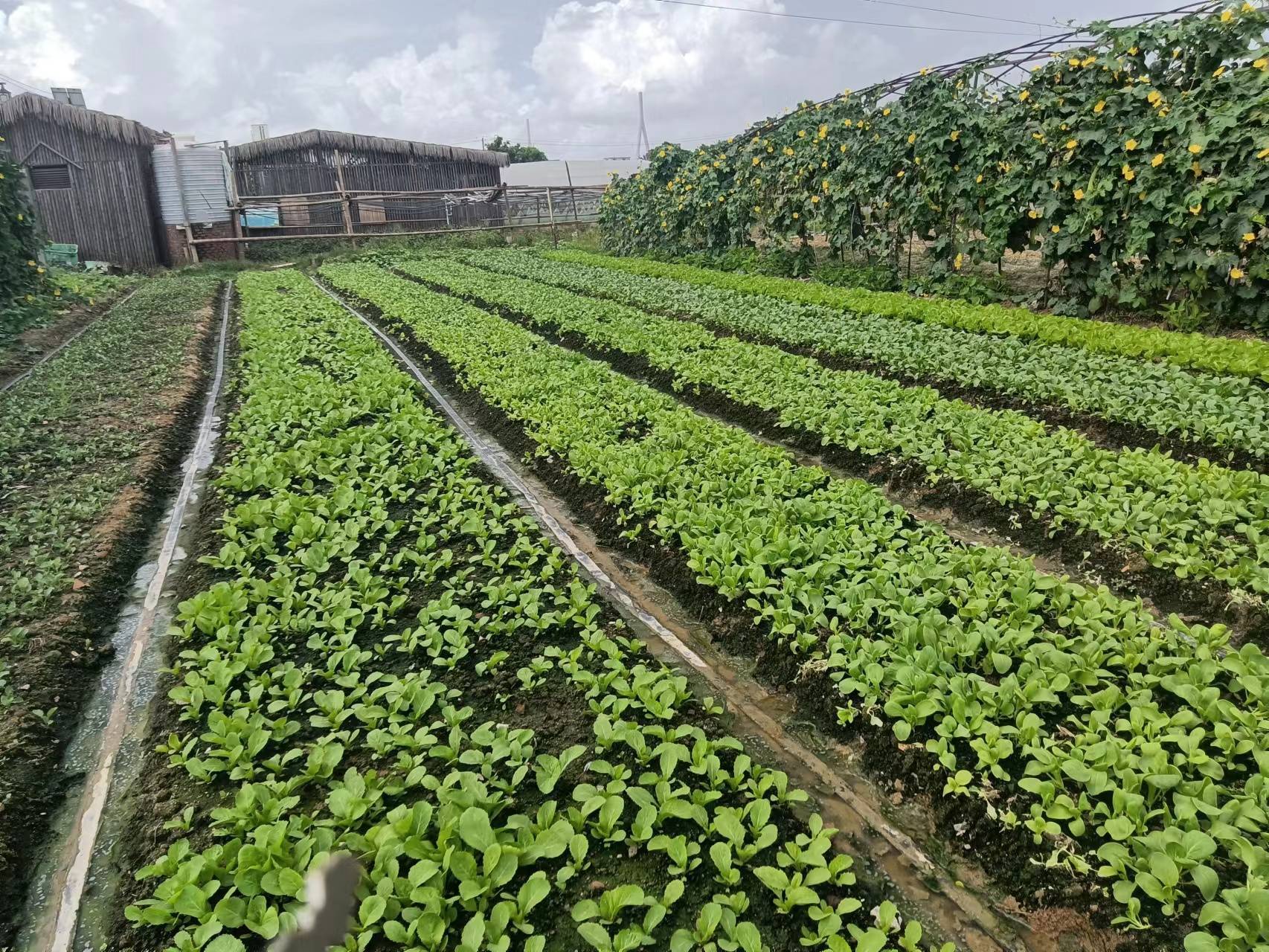 南方北方农作物的区别,商品粮的种类,蔬菜种植时间规划_花椰菜_芹菜