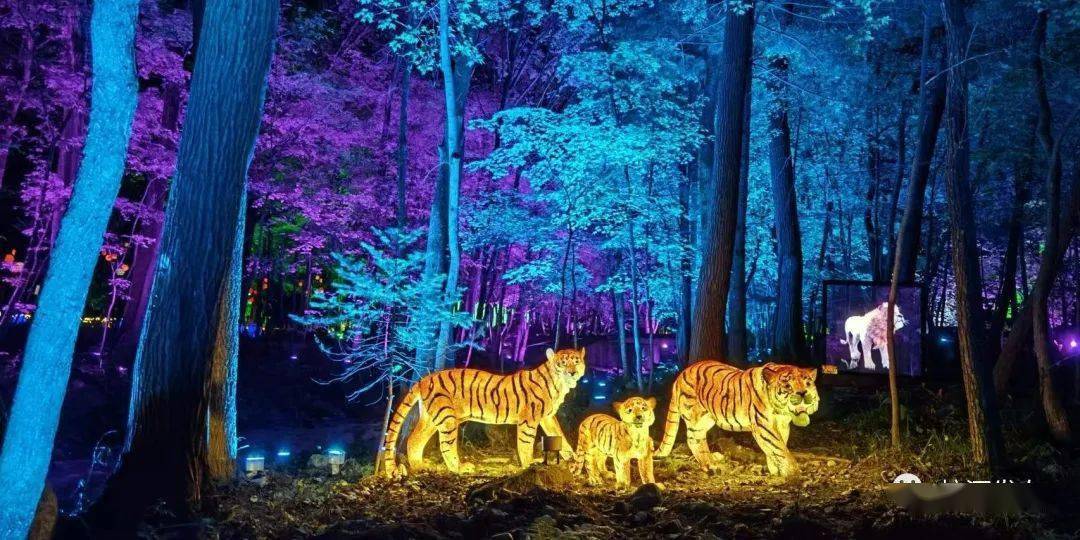 夜游蛟河红叶谷"梦幻森林" 赴一场璀璨之约_灯光_吉林市_来源