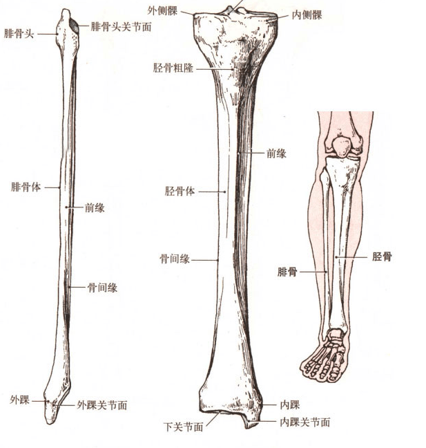 人的小腿骨上只有两根骨头,胫骨是较粗的那一根