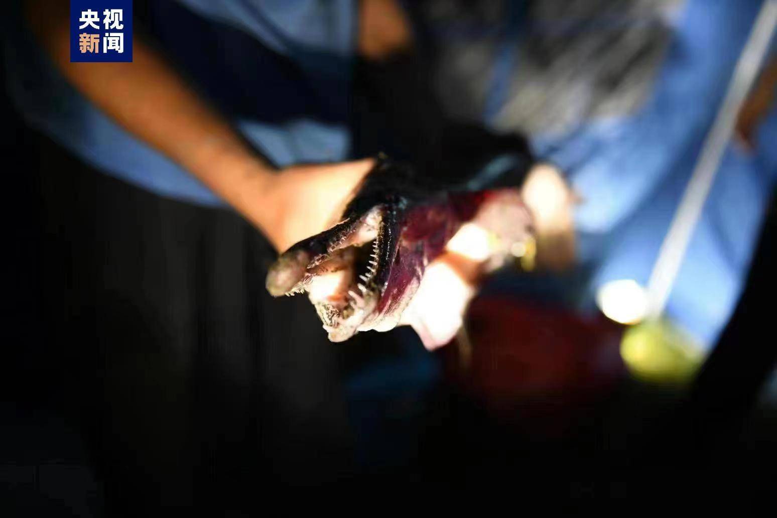 抓捕员介绍“河南汝州2条鳄雀鳝被捕”：水位不到一米时捕获，大的体重25斤以上