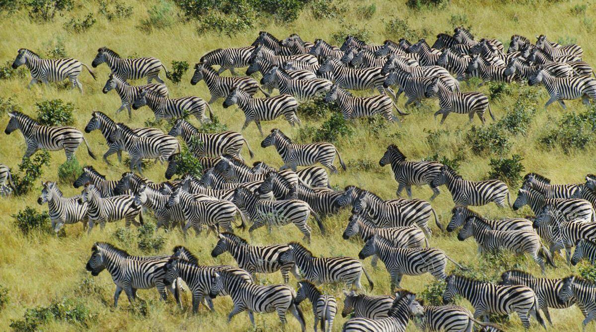 盘点动物"搬家"现场浩浩荡荡,网友:太壮观_角马_斑马_鳄鱼