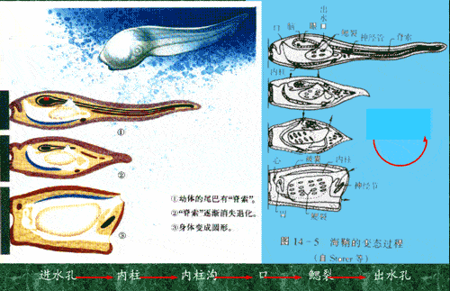 头索动物 来自搜狐网