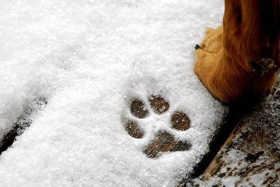 雪地里小狗的脚印图片