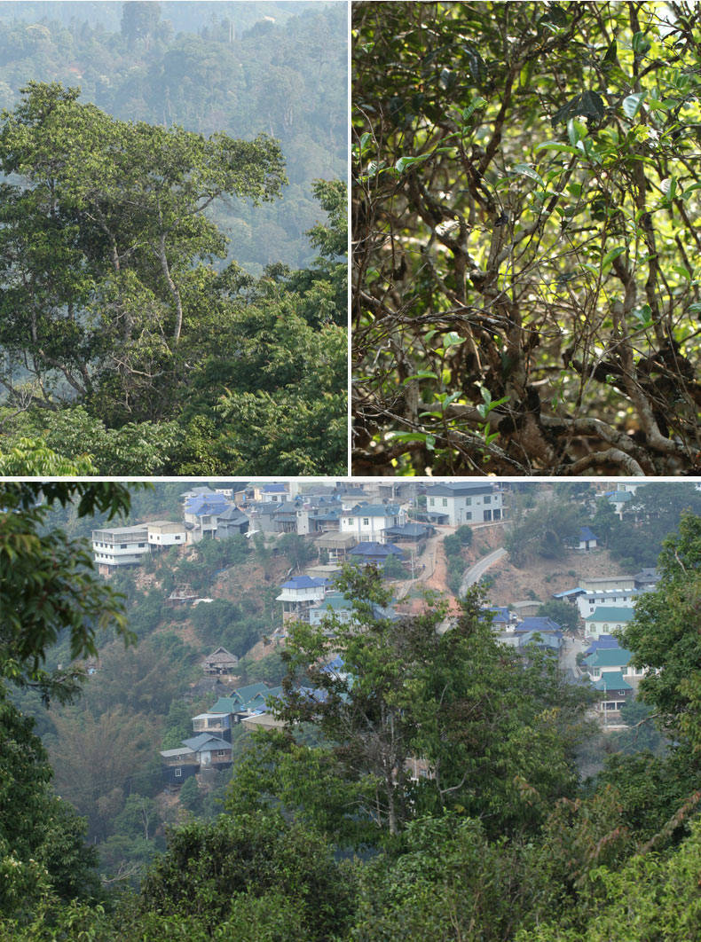 帕沙犀牛塘:帕沙新秀!七分班章韵,三分冰岛甜,十分帕沙香!