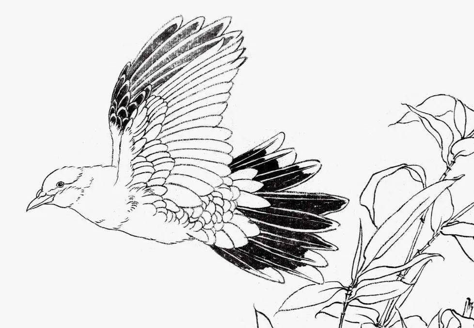 中国画禽鸟线描的画法基础_变化_线条_白描