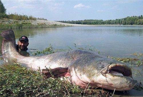 水下生物被捕捉后,引发的一系列恶果引人深思_水库_鲶鱼_村民