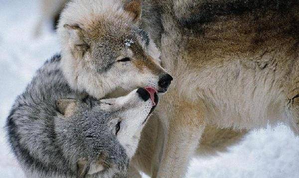 北美灰狼有多厉害,北美灰狼可不可以猎杀大型棕熊?-趣闻号