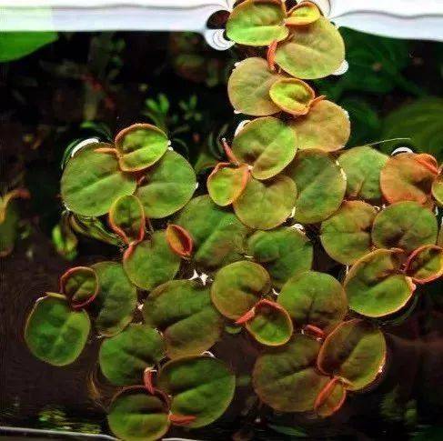 十几种浮萍种类大全,吸氮!吸氮!吸氮!_水族_叶片_大小