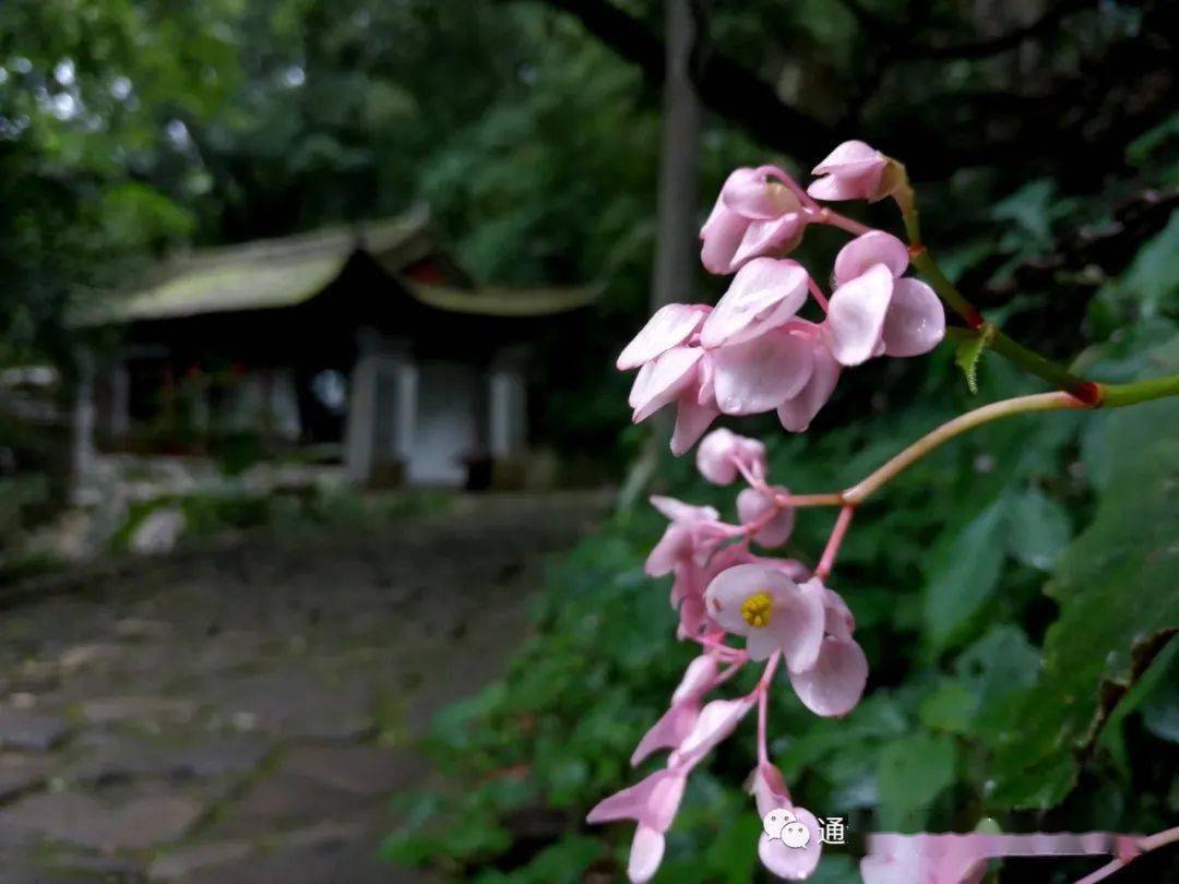这就是秋瑾笔下的秋海棠,花虽小,却也有着铮铮傲骨!