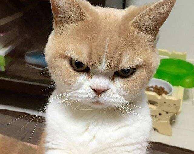 猫咪生气表情包大图图片