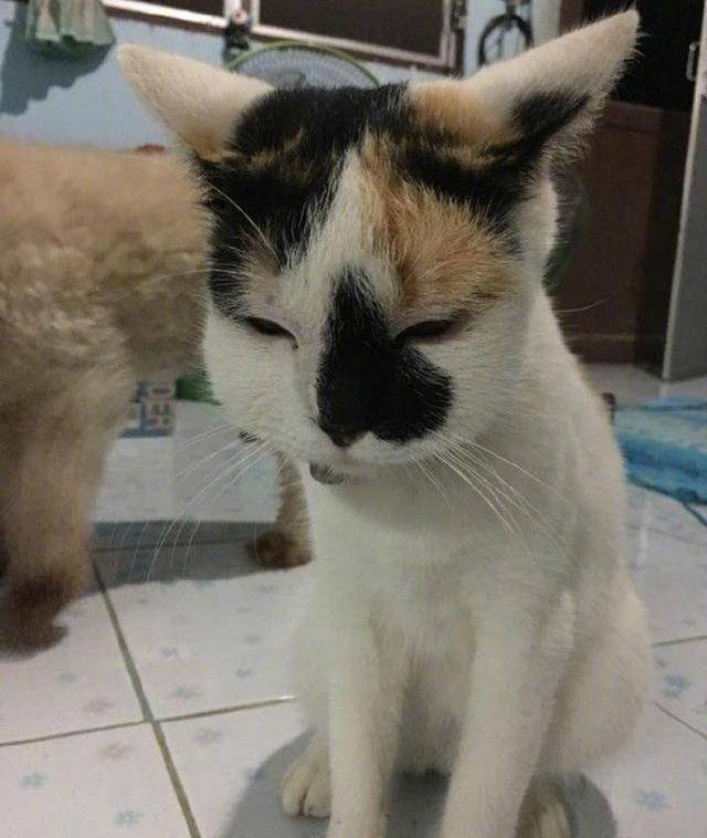 不光猫咪,什么小动物被蜜蜂蛰了都是这副惨样.