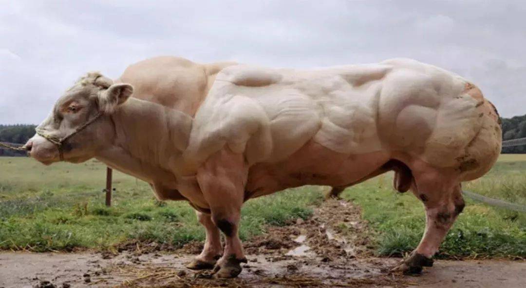 世界上最大的牛图片图片