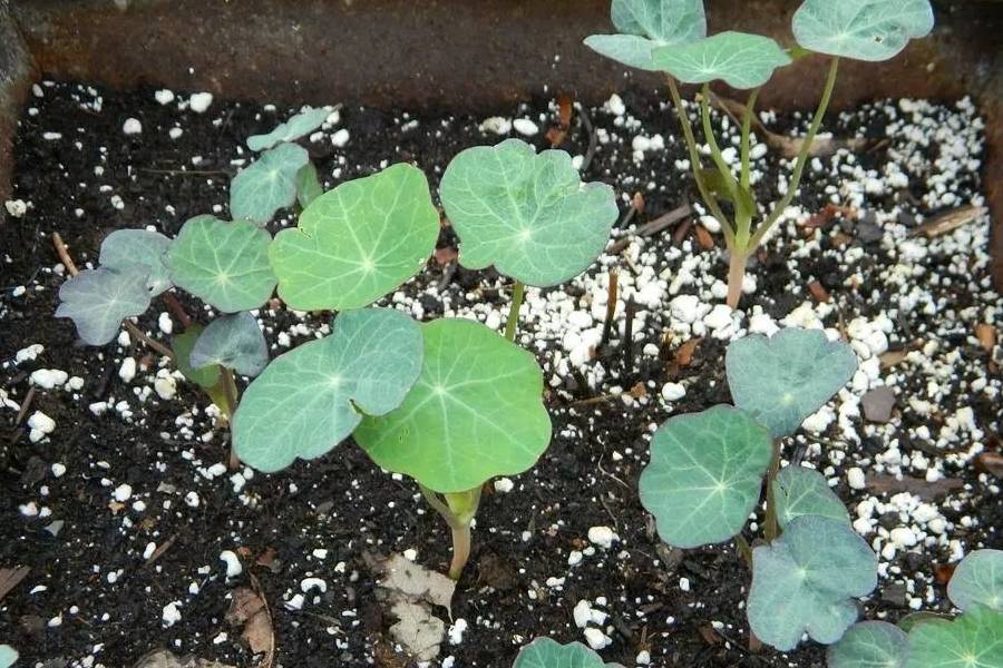 旱金莲一年四季皆可播种,以春播和秋播为主,一般是8月下旬到9月,用