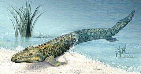 人类最早是由鱼进化而来的 人类的祖先是鱼吗起源在哪里？