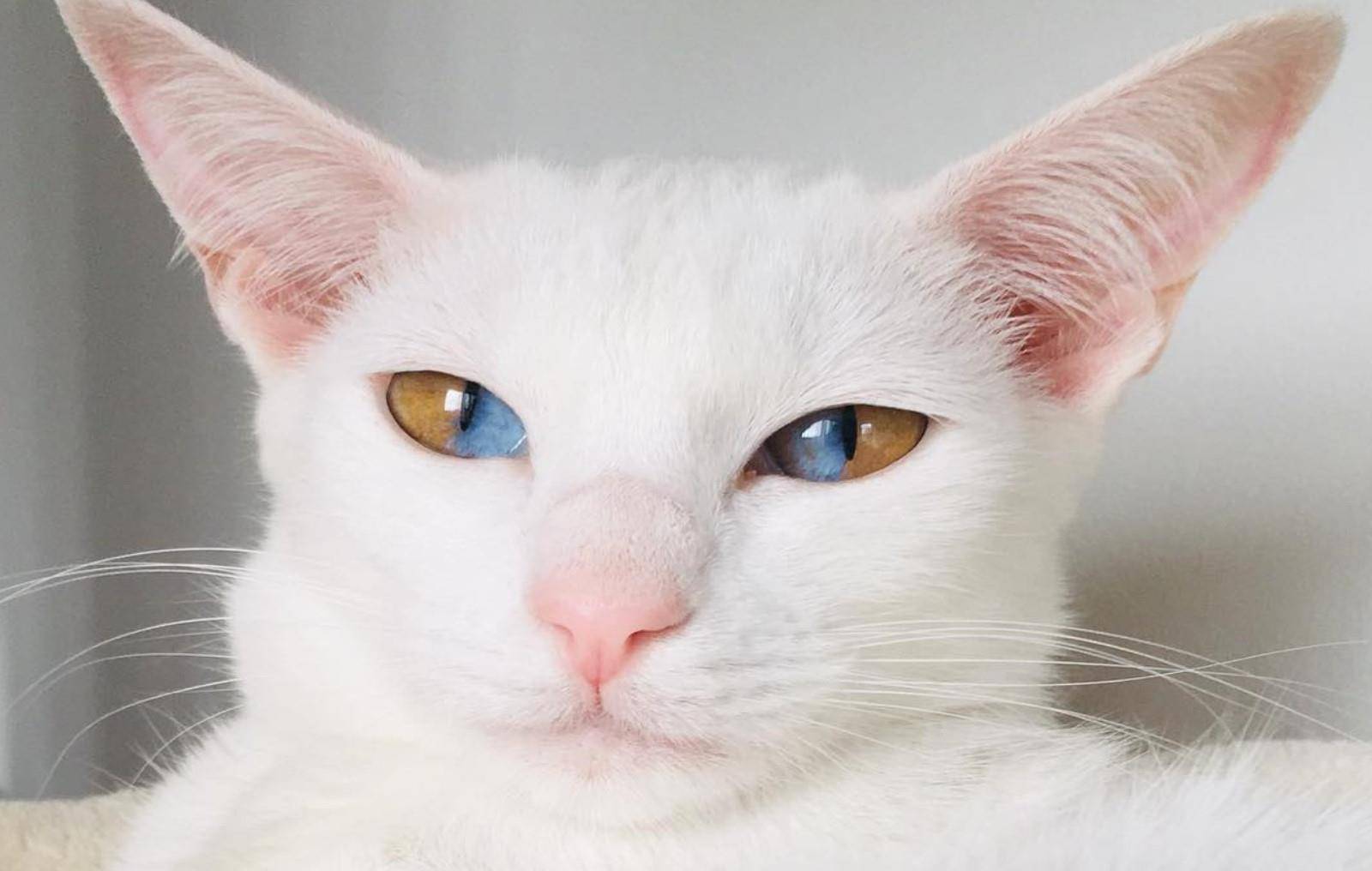 猫咪拥有美瞳彷佛呈现两个世界,网友:简直美翻了_莉芙_眼睛_蓝色