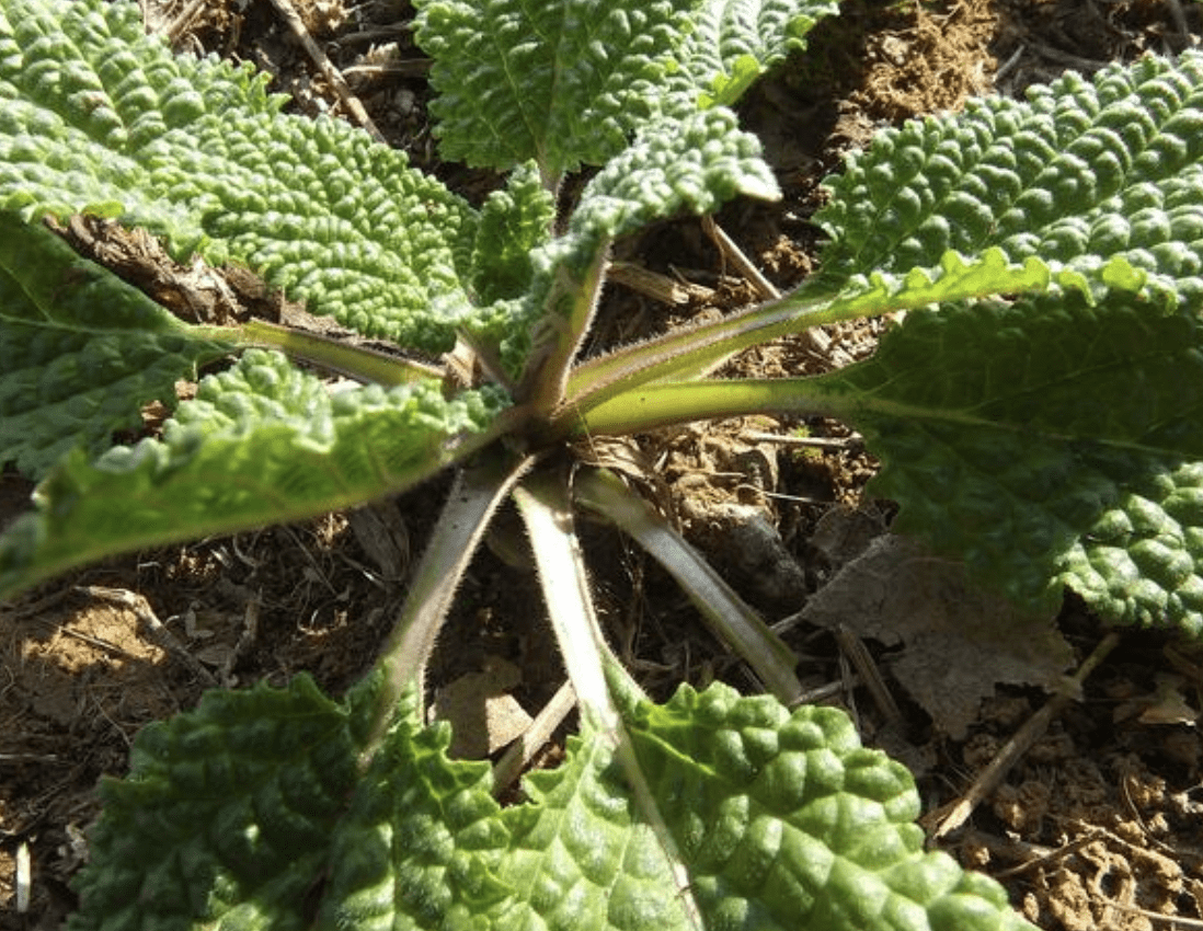 1种"蛤蟆叶"少有人知,却成为药草,挖回家种植,养