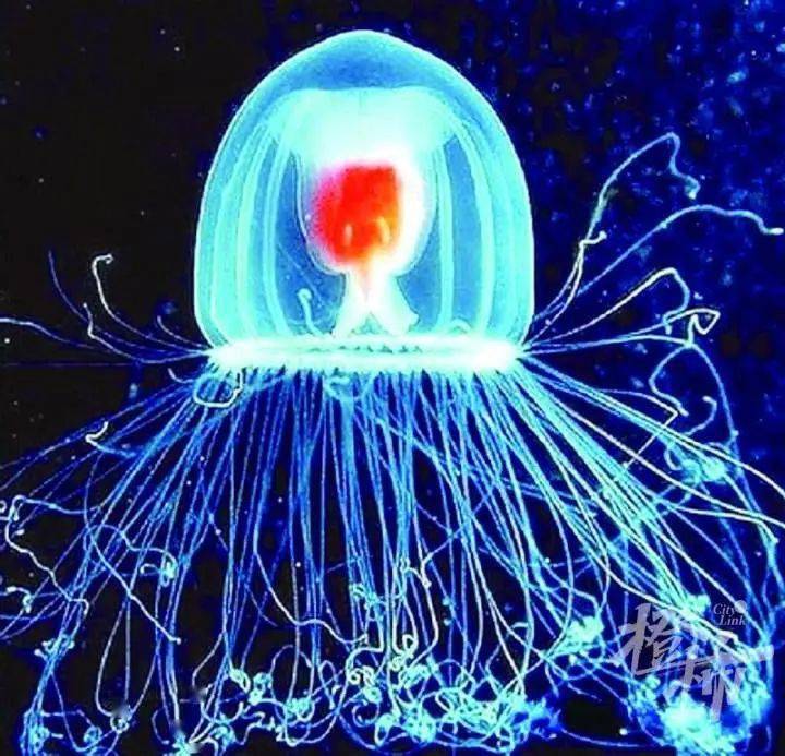科学家揭开"永生水母"遗传密码,人类长生不老的梦想有望成真吗?