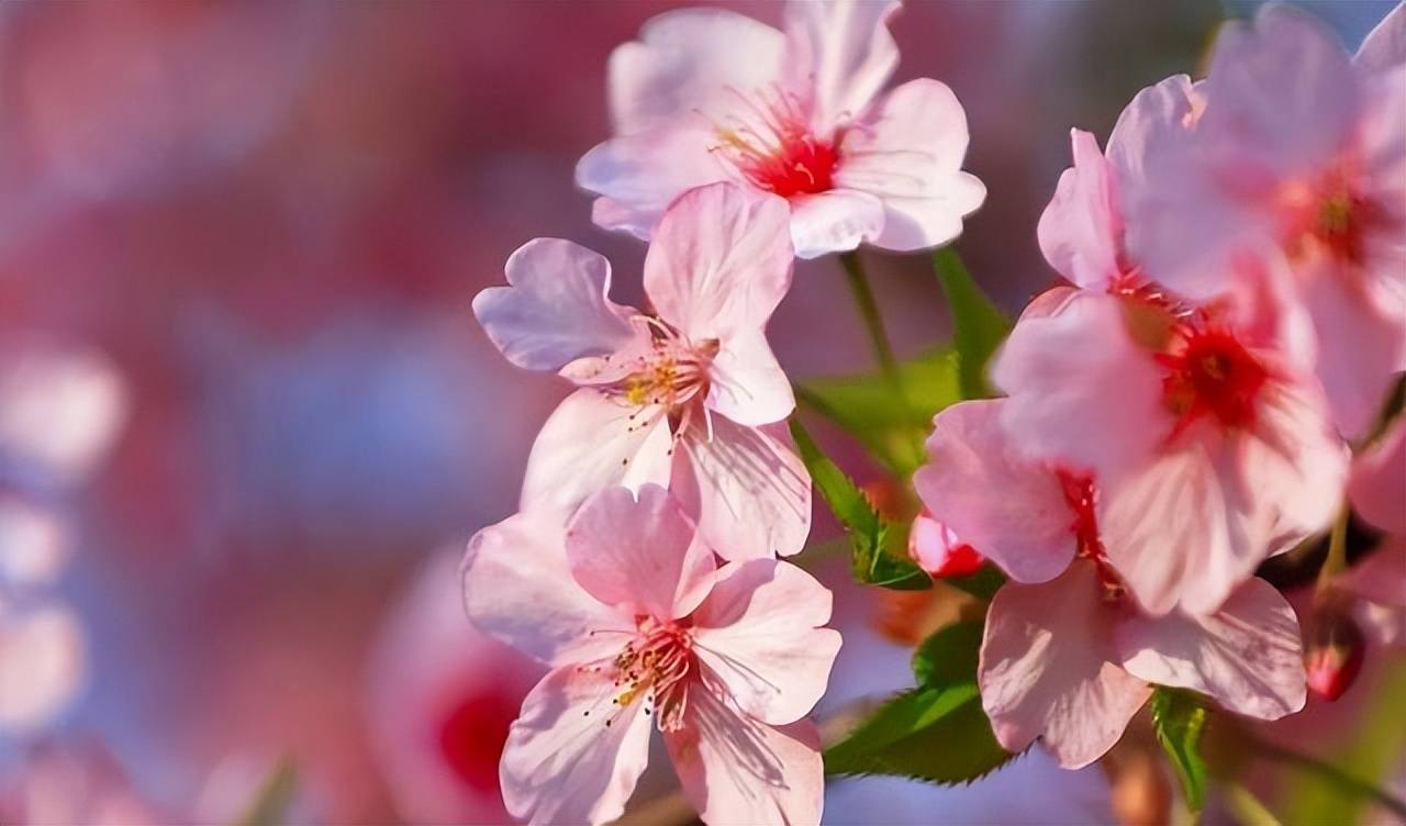 都知道无锡有樱花却少有人知无锡市花其品种数量更是居全国之最