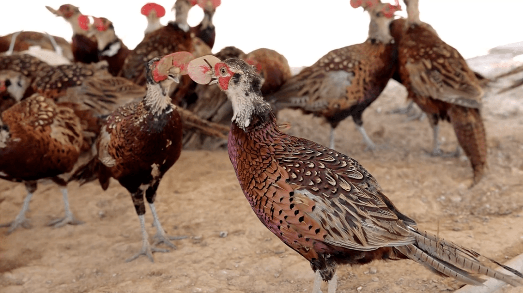 给鸡戴"眼镜"建花园 乡村青年抱团闯出"雉"富路