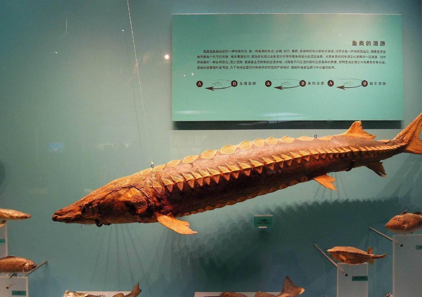 中国最大的自然博物馆，完整保存千年恐龙骨！最合适六一亲子打卡