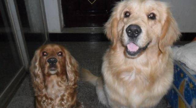 金毛寻回犬与英国可卡犬的区别它们的个性特点又是怎样的_训练_白色
