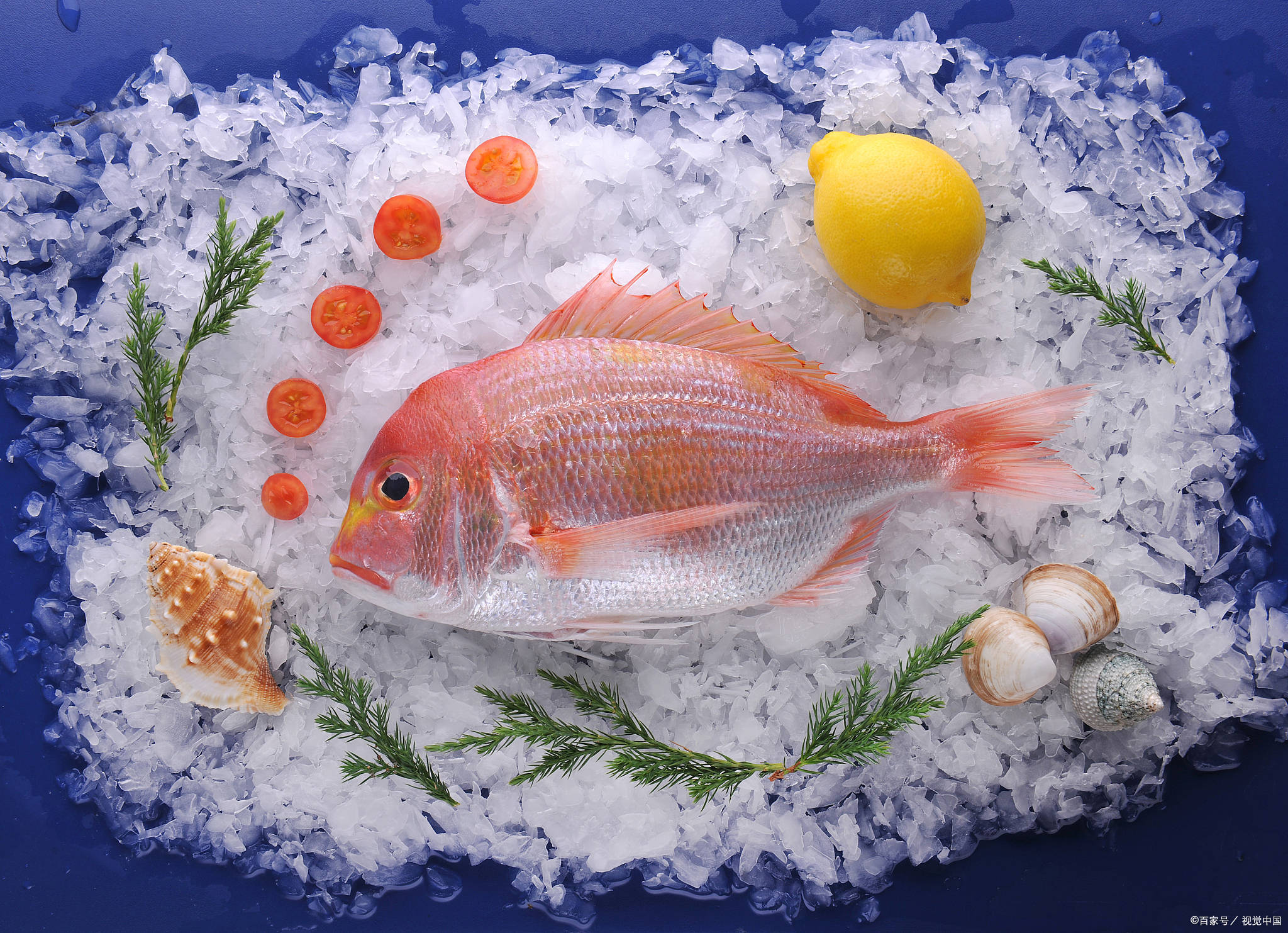 「威海运都」☆海识|爱吃也要会吃_蛋白质_海鱼_人体