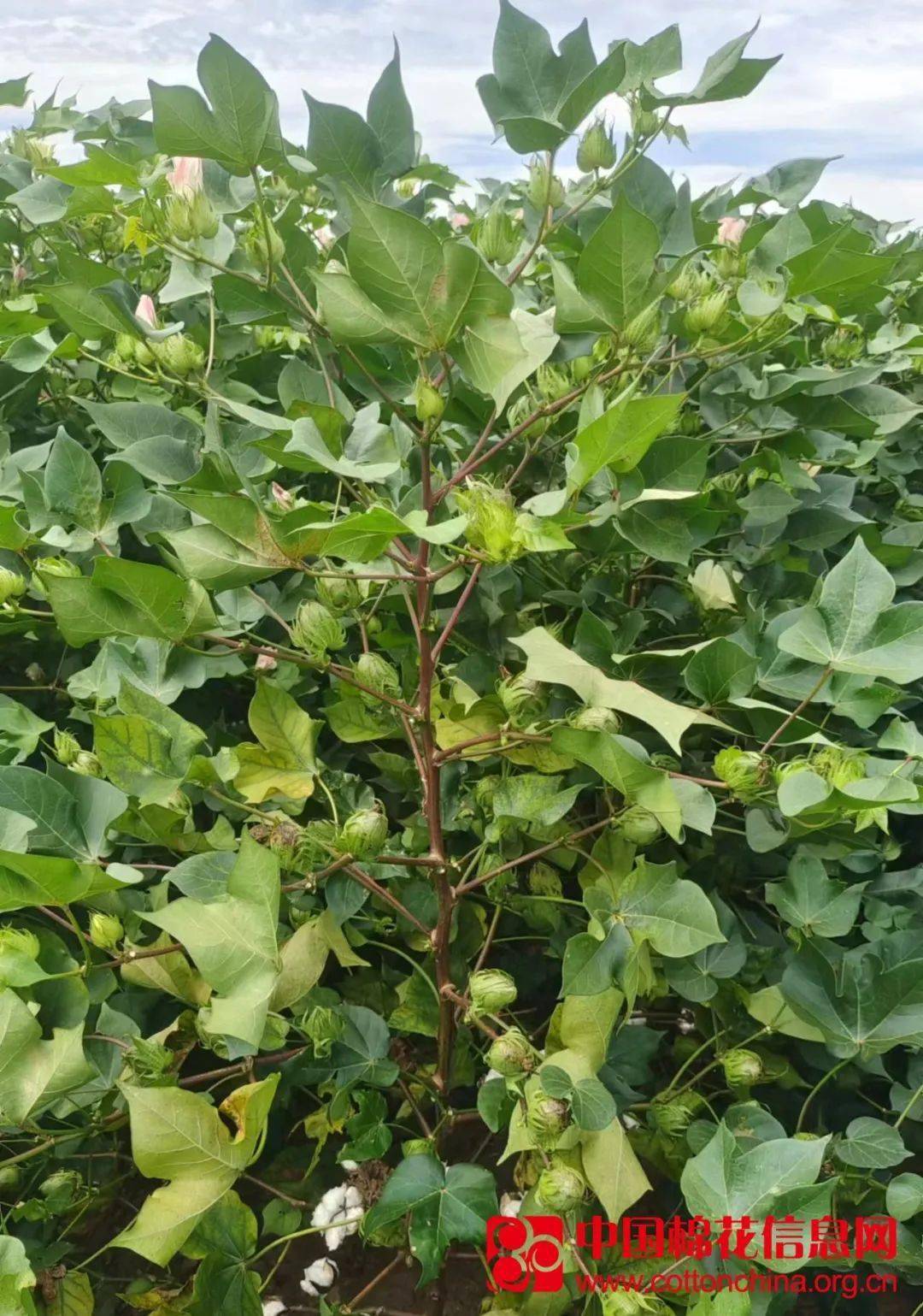 江棉 来自搜狐网