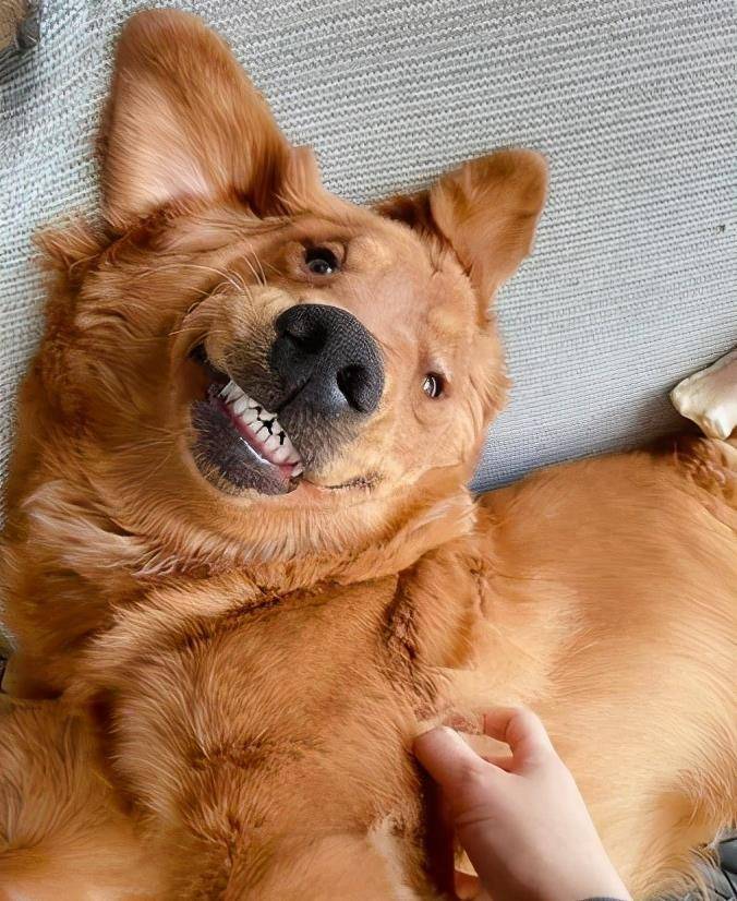 看到主人回来,大金毛露出两排大白牙迎接.吓死个人_丑萌_画面_眼睛