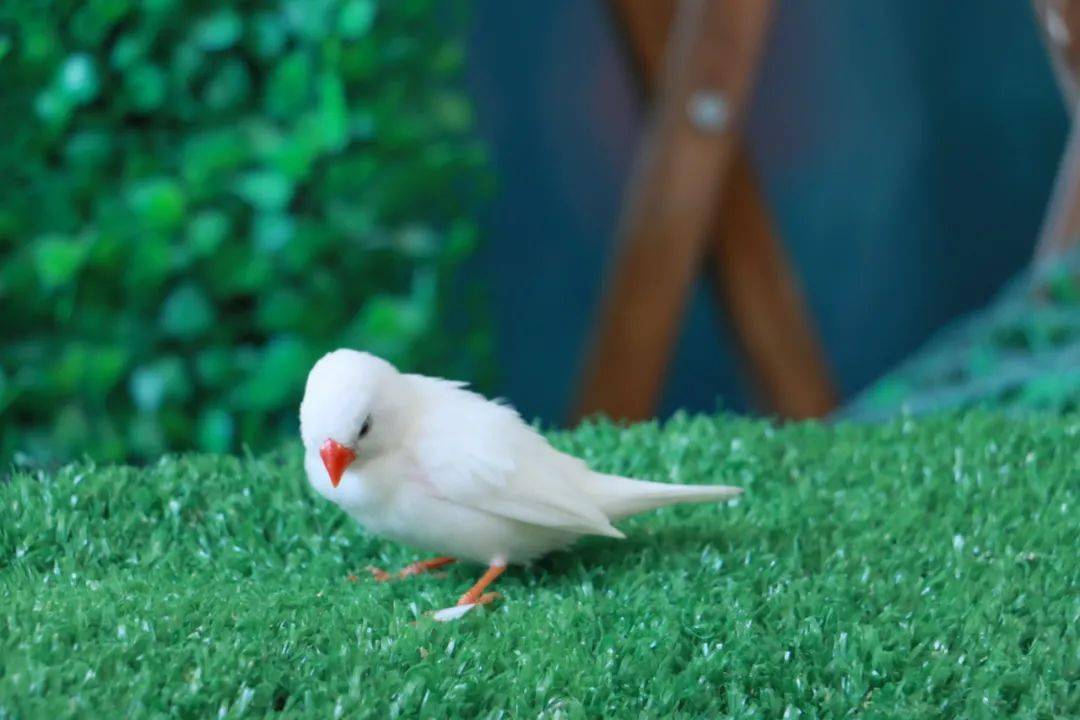 你知道珍珠鸟吗?小小的体型,身体素质却一点也不差!