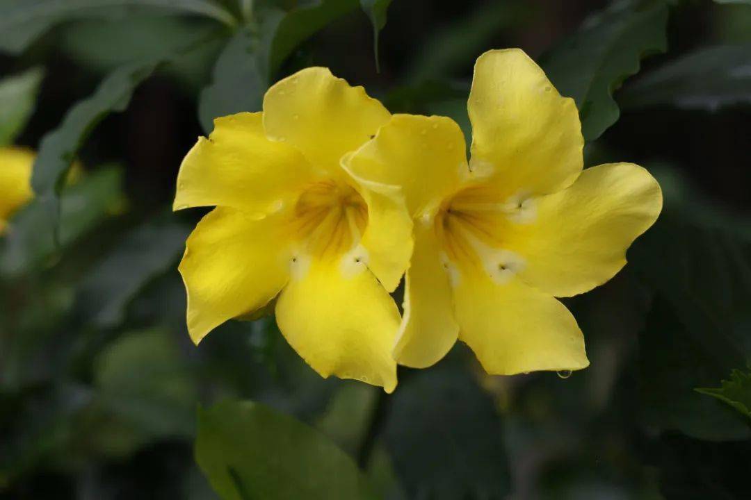 九月花讯丨炎夏纳凉赏繁花_花卉_锦葵_热带雨林