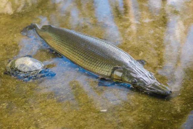 "水怪"鳄雀鳝究竟有多可怕?_水域_成年_鱼鳞