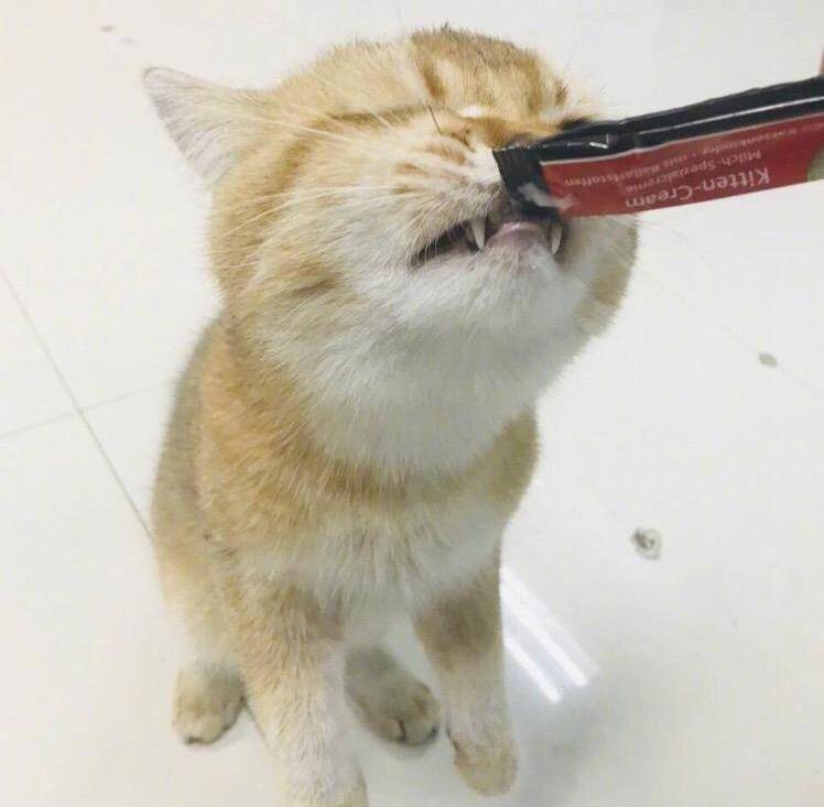猫咪一看到吃的,连脸都不要啦,表情超狰狞的贪吃猫!_主人_样子_眼睛