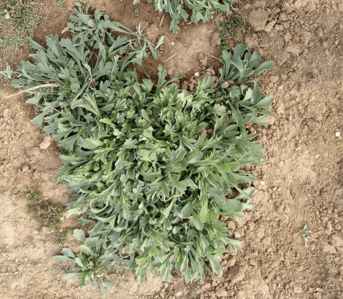 人称黄金菜,特别罕见,麦田里看到它,拿袋子装_花友_野菜_植物