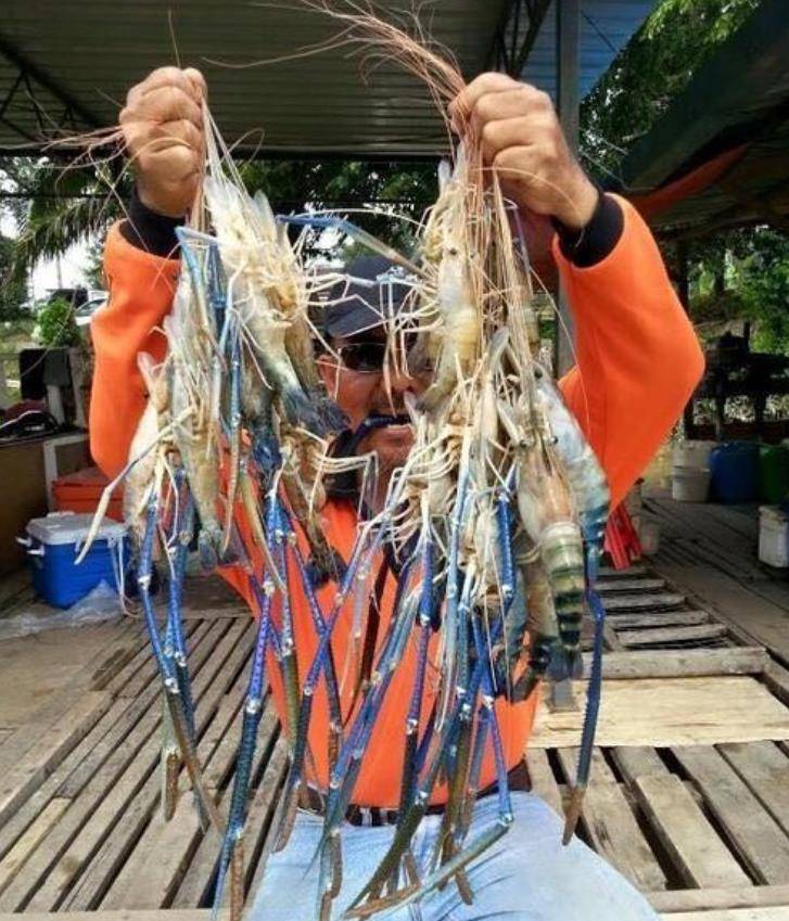 湄公河大虾1米多长，泛滥成灾，中国吃货为什么不敢下嘴？
