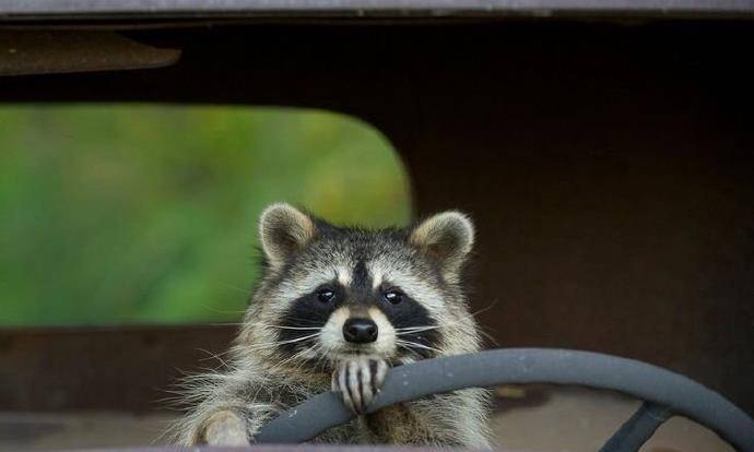 厉害了我的小浣熊,不但会开车还会求雨仪式_时候_棉花糖_宠物