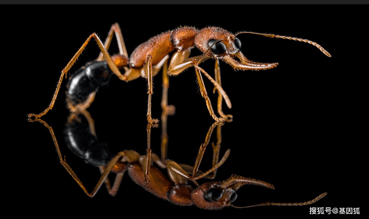 一只蚂蚁的寿命有多长（昆虫记中红蚂蚁的寿命记载） – 碳资讯