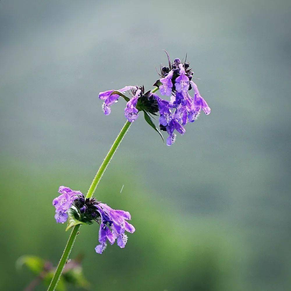 蓝花荆芥甘西鼠尾草曼陀罗天仙子肉果草藓生马先蒿密花角蒿泡沙参长柱