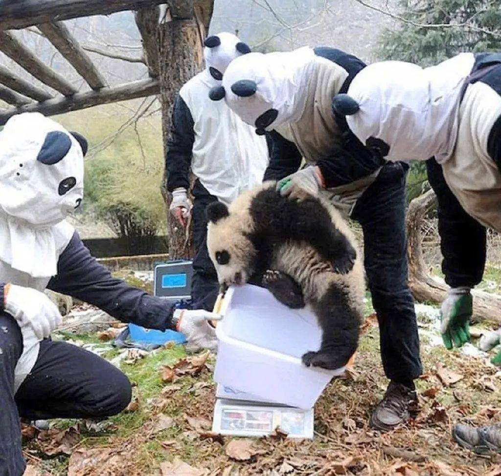 动物园惊现人脸熊猫,网友:不知道熊猫怕不,我挺怕的!_套装_服装_人类