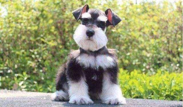 三种类型的雪纳瑞犬,不仅体型,性格不同,智商也是有差别的_标准_主人